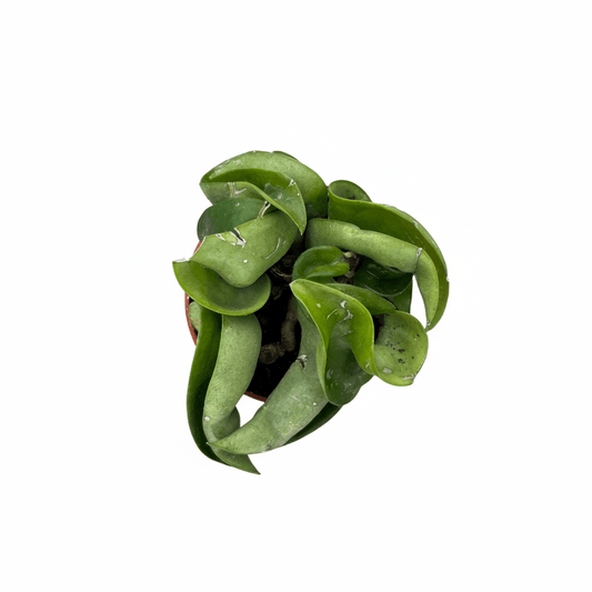 בייבי הויה קומפקטה קוטר 6 - רוטין (ירוק במרפסת לשעבר)