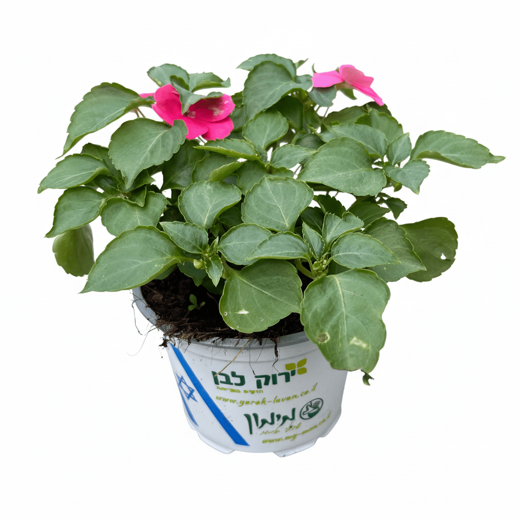 בשמת רב שנתי קוטר 12 - רוטין (ירוק במרפסת לשעבר)