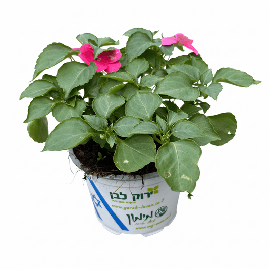 בשמת רב שנתי קוטר 12 - רוטין (ירוק במרפסת לשעבר)