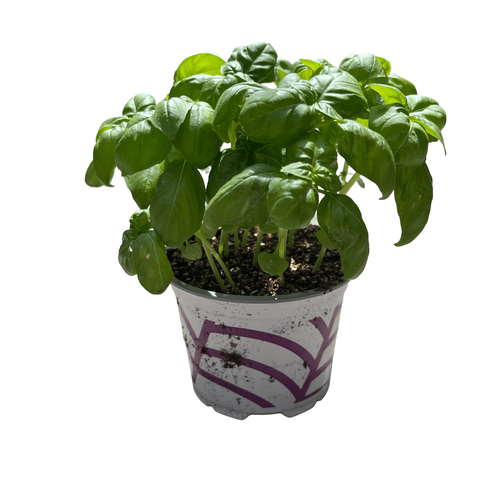 בזיליקום - רוטין (ירוק במרפסת לשעבר)