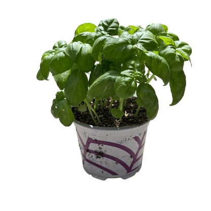 בזיליקום - רוטין (ירוק במרפסת לשעבר)