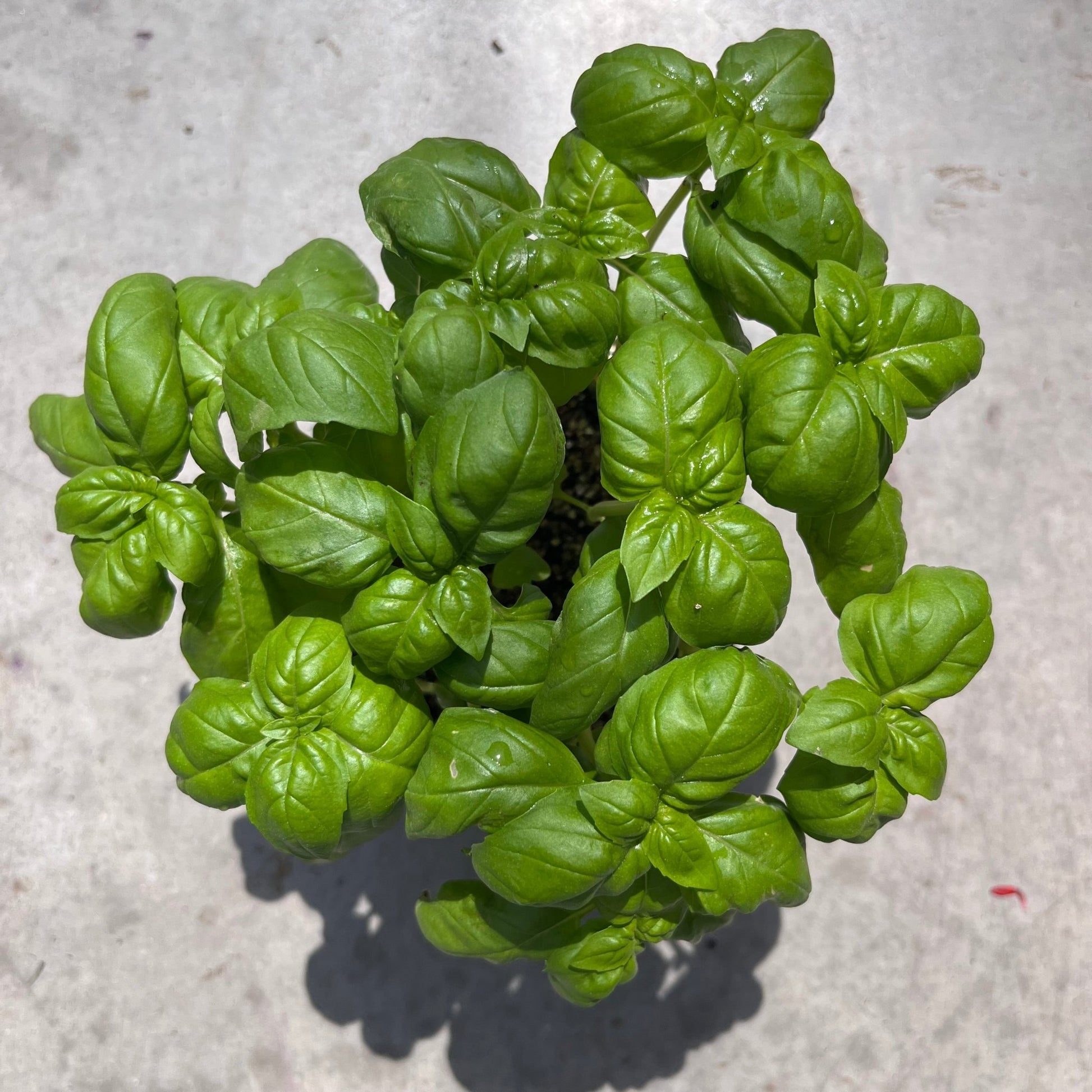 בזיליקום - רוטין (ירוק במרפסת לשעבר)