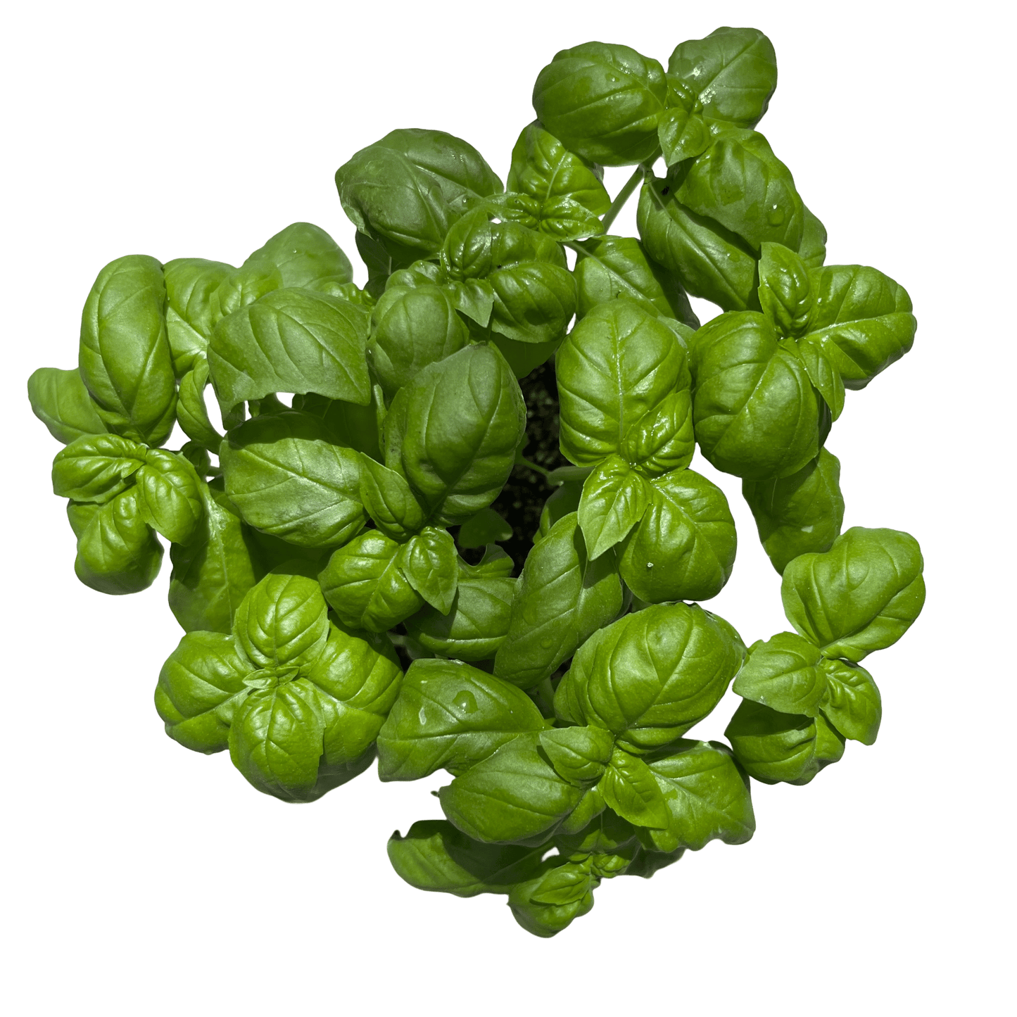 בזיליקום - רוטין (ירוק במרפסת לשעבר)