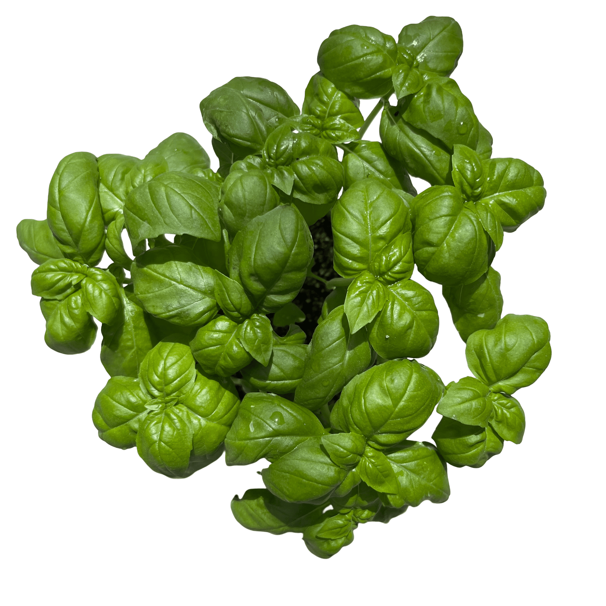 בזיליקום - רוטין (ירוק במרפסת לשעבר)