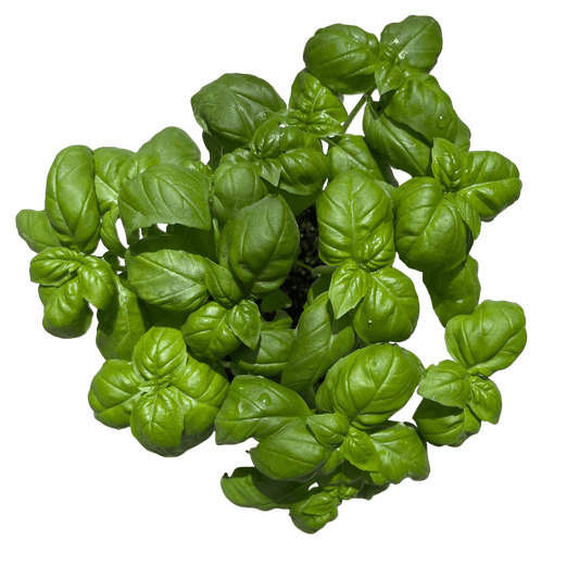 בזיליקום - רוטין (ירוק במרפסת לשעבר)