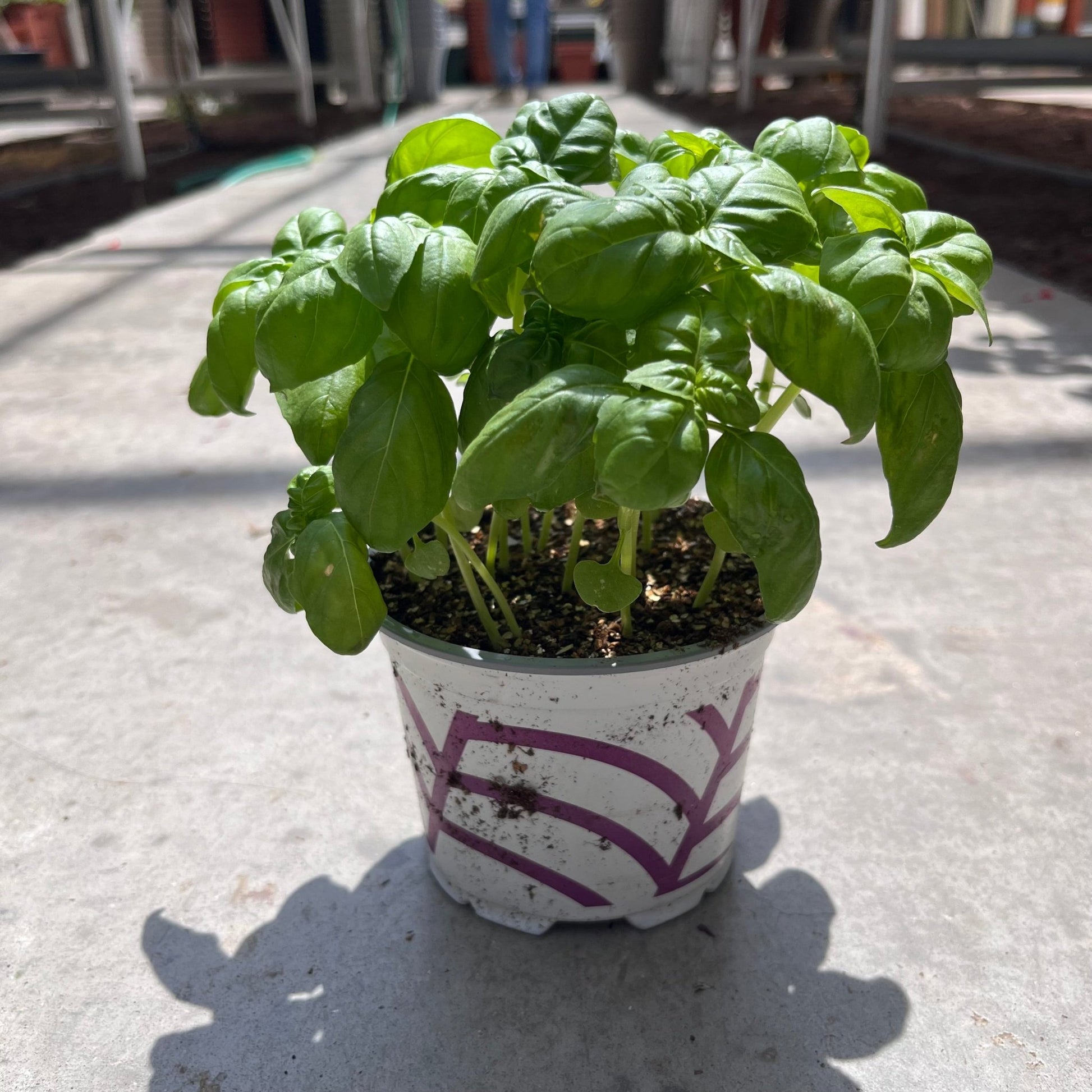 בזיליקום - רוטין (ירוק במרפסת לשעבר)