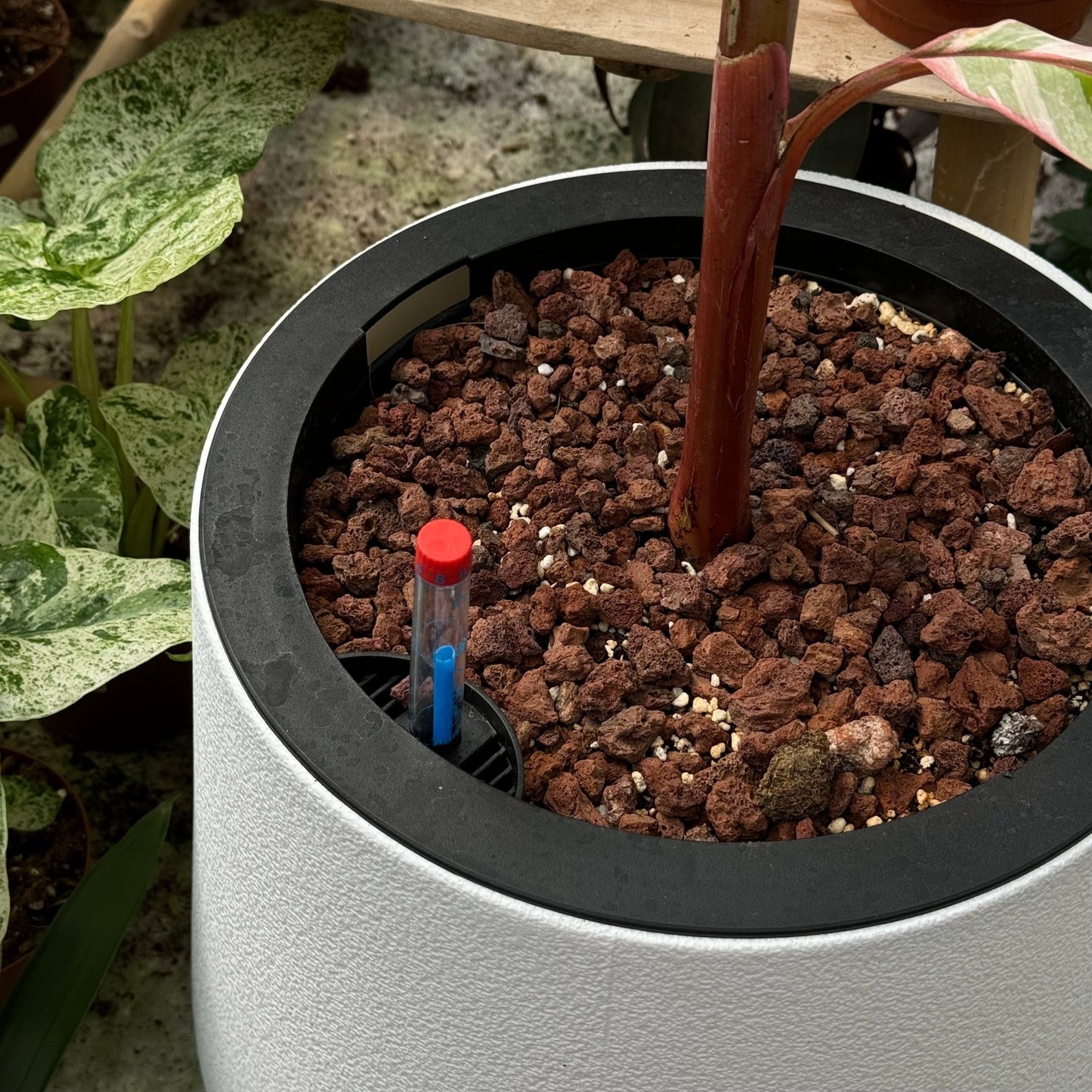 כד השקיה חכם במגוון גדלים - רוטין (ירוק במרפסת לשעבר)