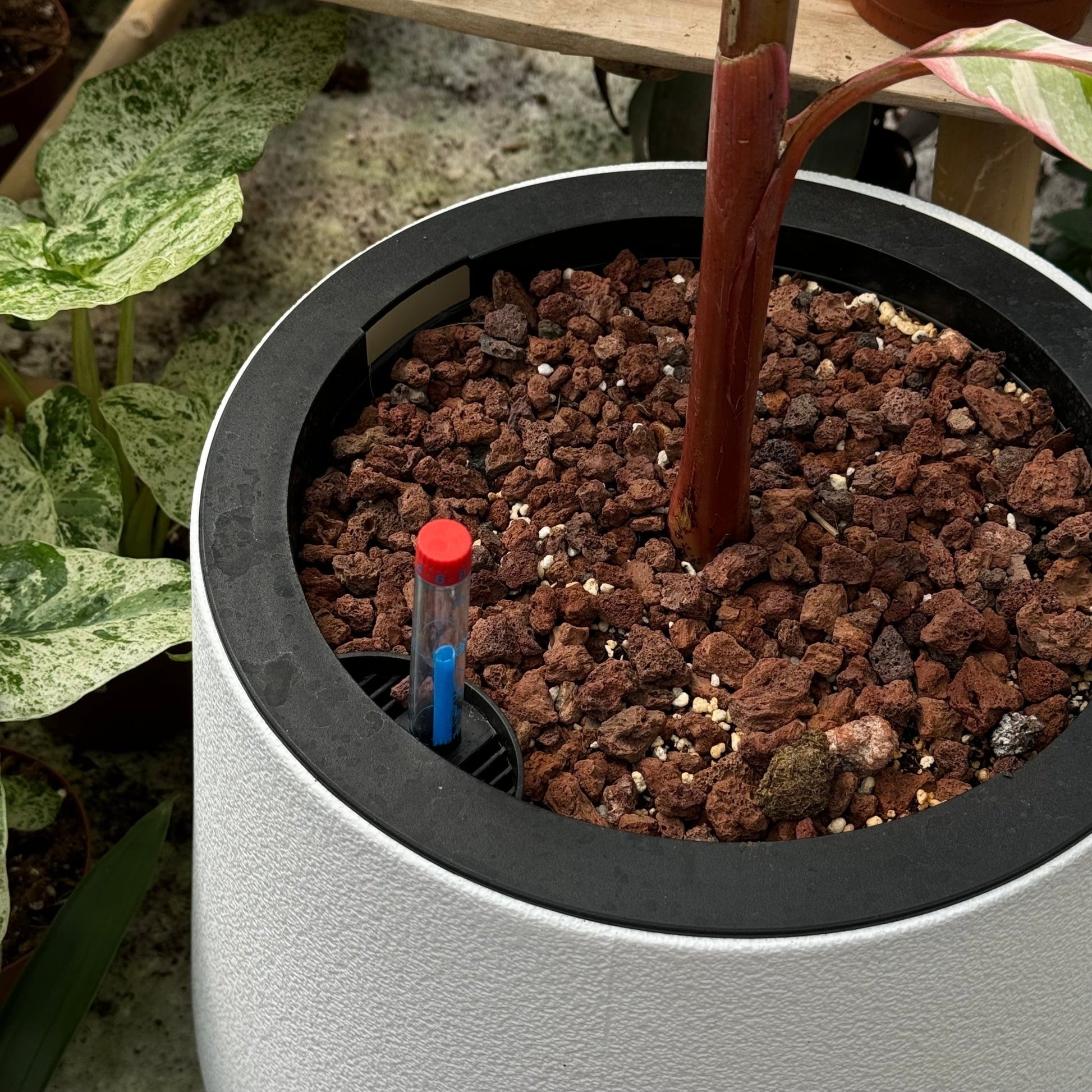 כד השקיה חכם במגוון גדלים - רוטין (ירוק במרפסת לשעבר)