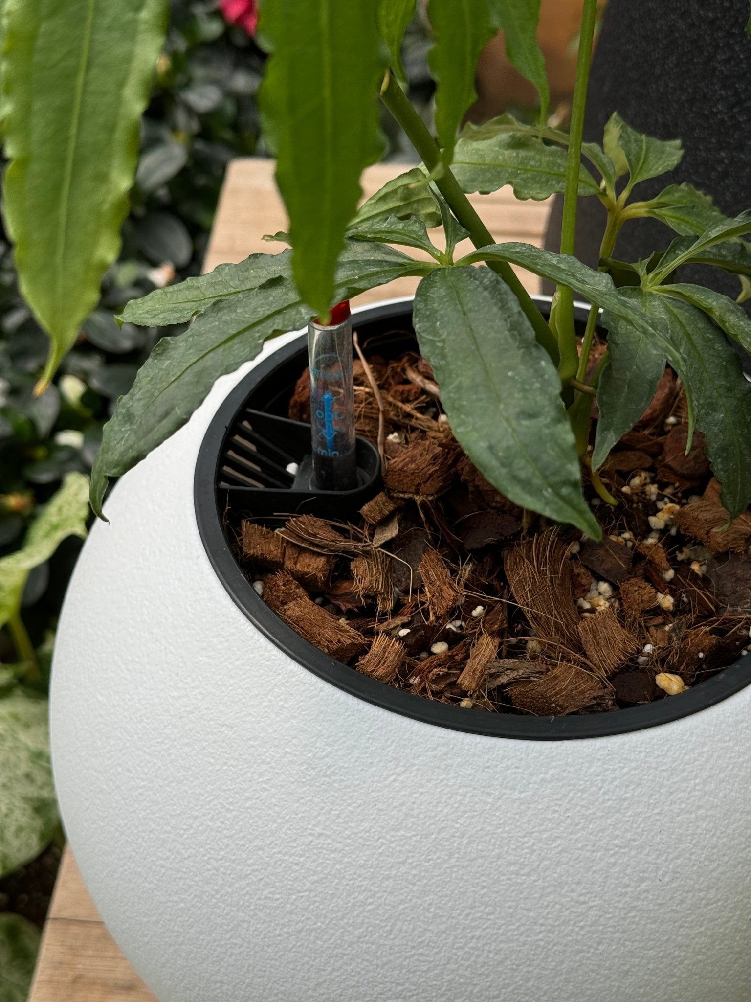 כד השקיה חכם במגוון גדלים - רוטין (ירוק במרפסת לשעבר)