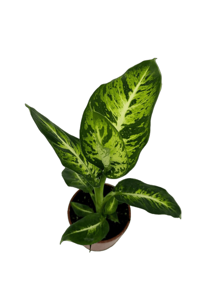 דיפנבכיה קומפקטה - רוטין (ירוק במרפסת לשעבר)