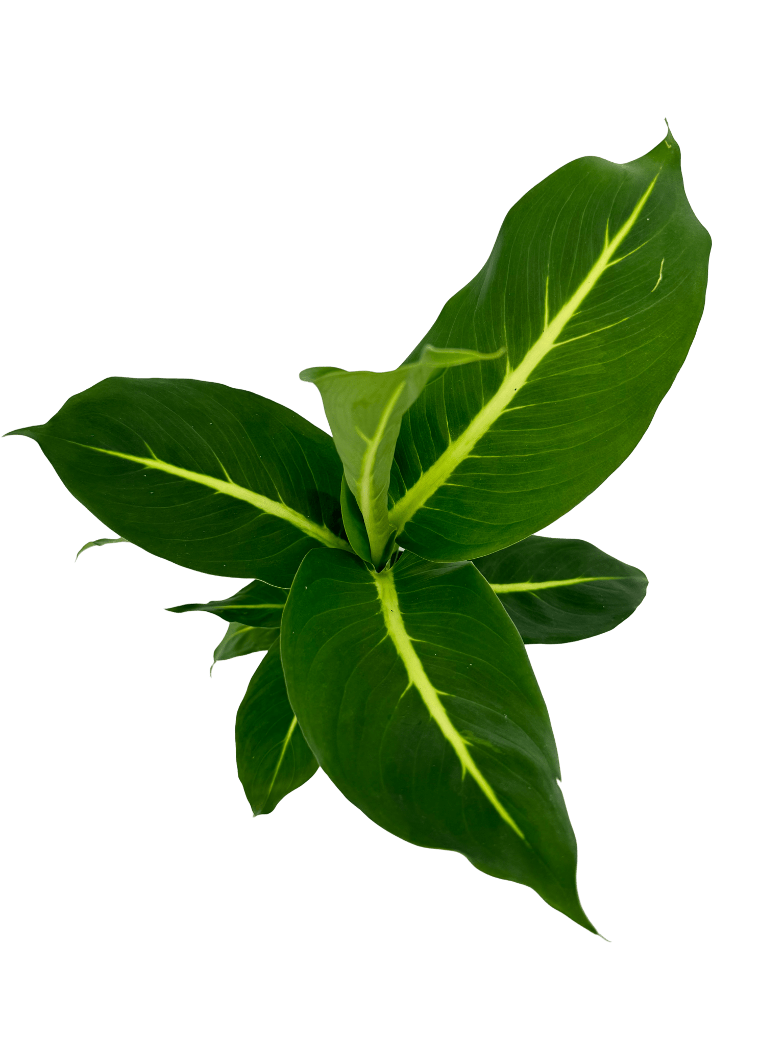 דיפנבכיה קונפקטה - רוטין (ירוק במרפסת לשעבר)