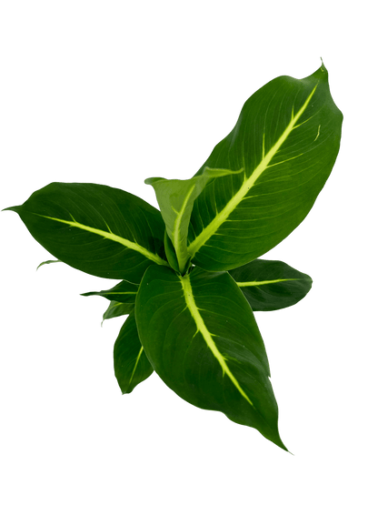 דיפנבכיה קונפקטה - רוטין (ירוק במרפסת לשעבר)