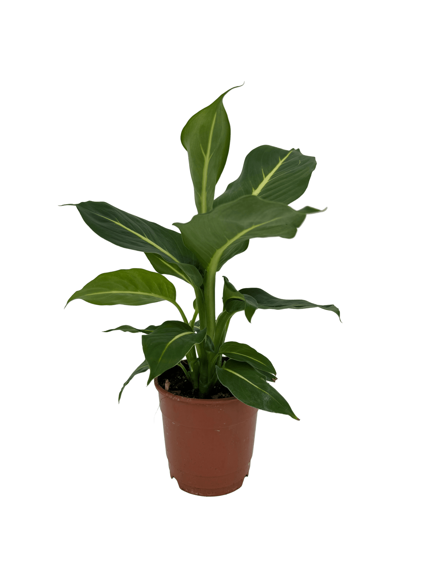 דיפנבכיה קונפקטה - רוטין (ירוק במרפסת לשעבר)