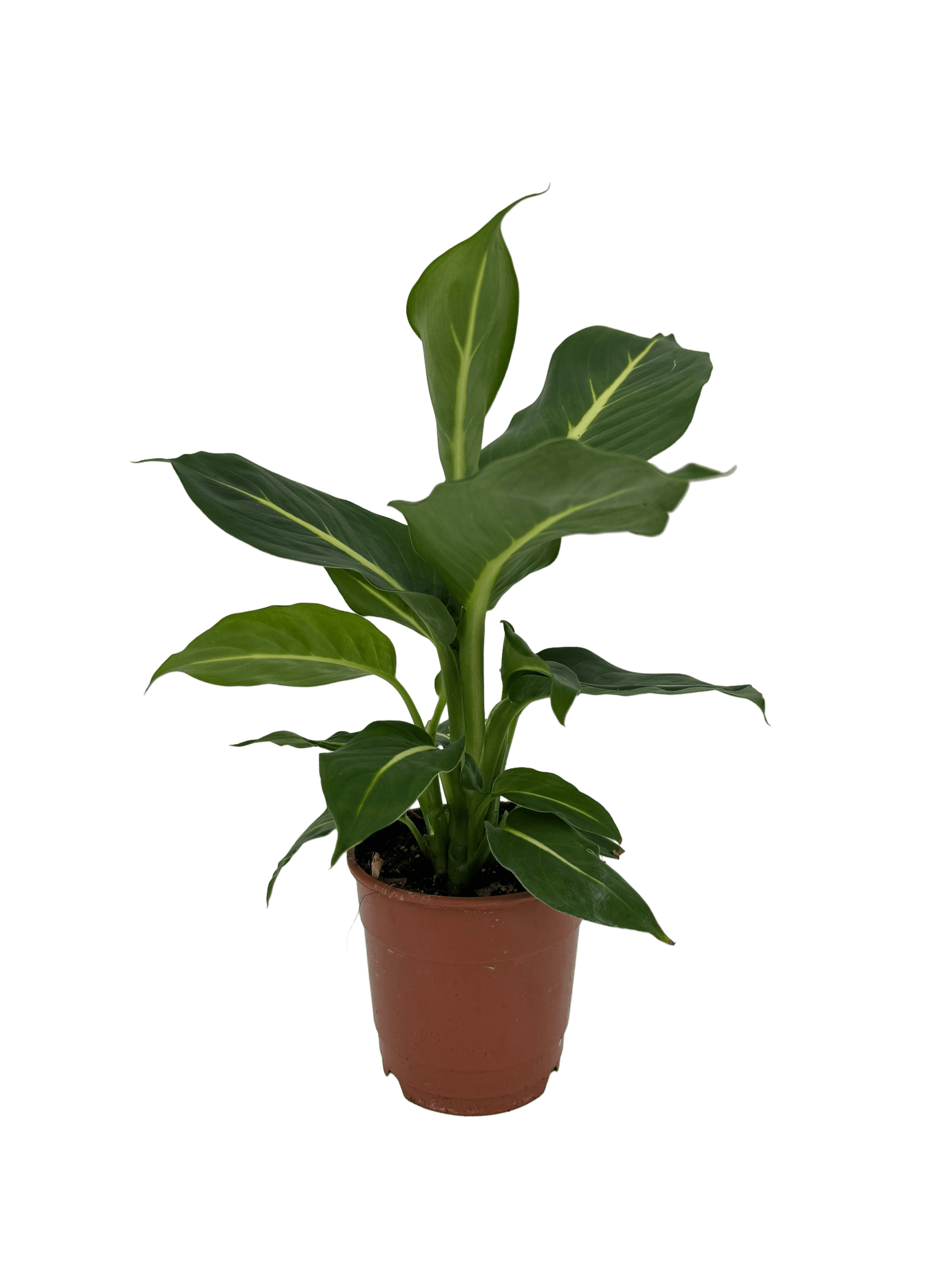 דיפנבכיה קונפקטה - רוטין (ירוק במרפסת לשעבר)