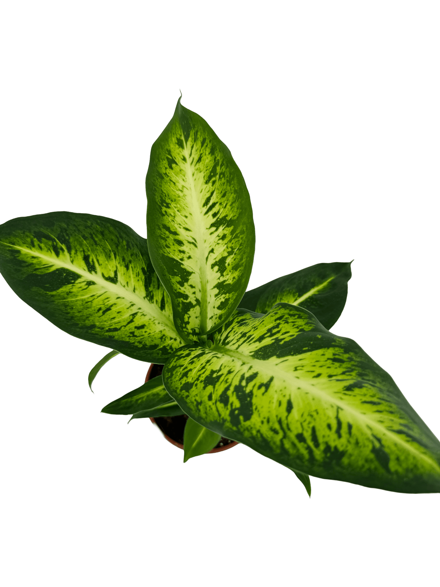 דיפנבכיה סמר סטייל - רוטין (ירוק במרפסת לשעבר)