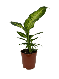 עציץ מגדלים (חינם)