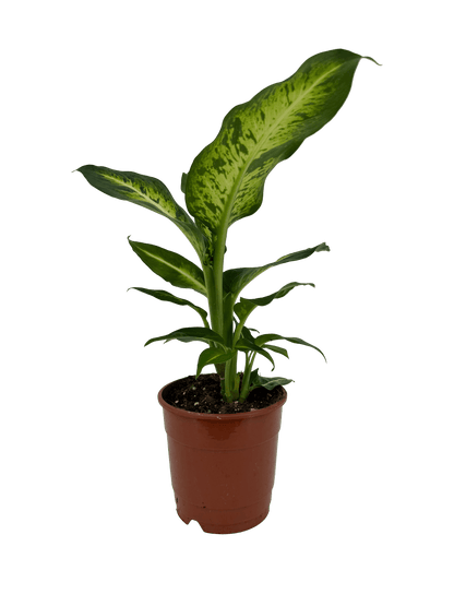 דיפנבכיה סמר סטייל - רוטין (ירוק במרפסת לשעבר)