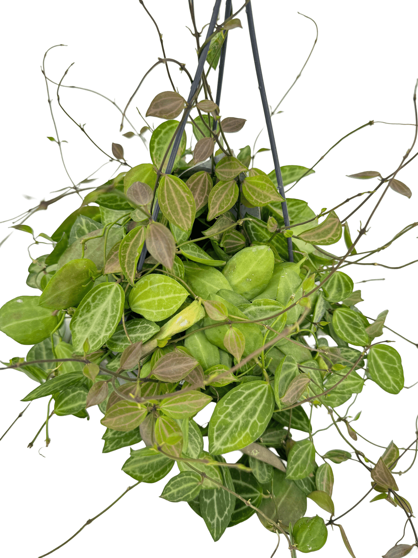 דישידיה אובטה עציץ קוטר 12 ס״מ - רוטין (ירוק במרפסת לשעבר)