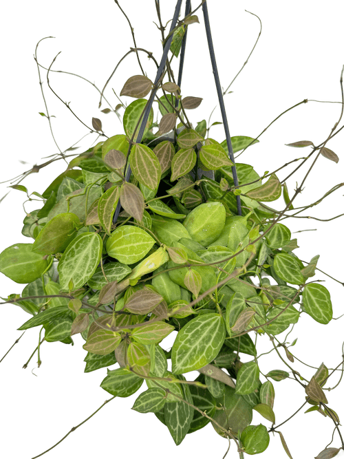 דישידיה אובטה עציץ קוטר 12 ס״מ - רוטין (ירוק במרפסת לשעבר)