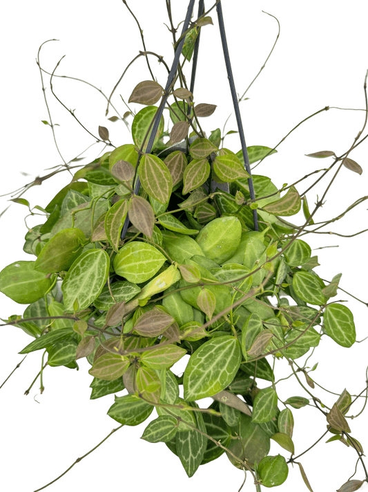 דישידיה אובטה עציץ קוטר 12 ס״מ - רוטין (ירוק במרפסת לשעבר)