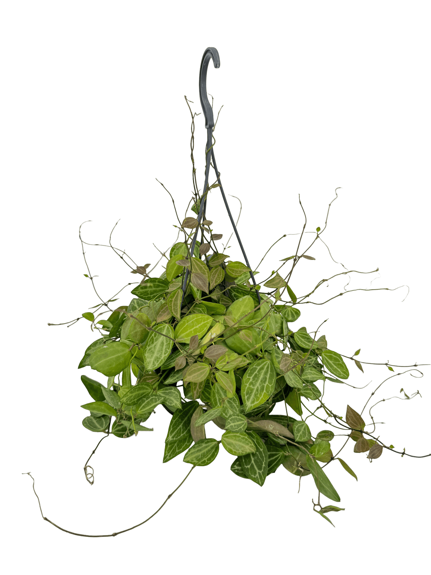 דישידיה אובטה עציץ קוטר 12 ס״מ - רוטין (ירוק במרפסת לשעבר)