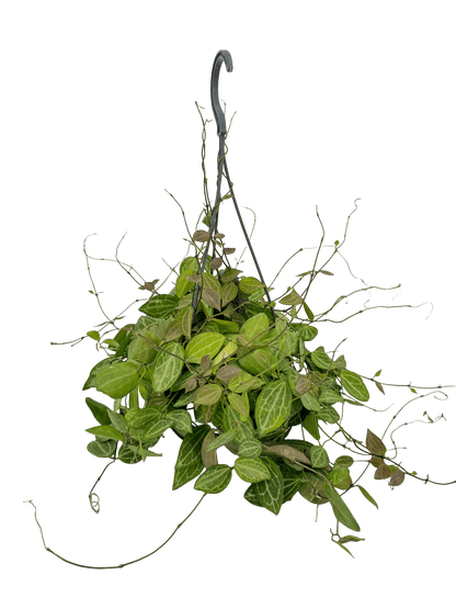 דישידיה אובטה עציץ קוטר 12 ס״מ - רוטין (ירוק במרפסת לשעבר)