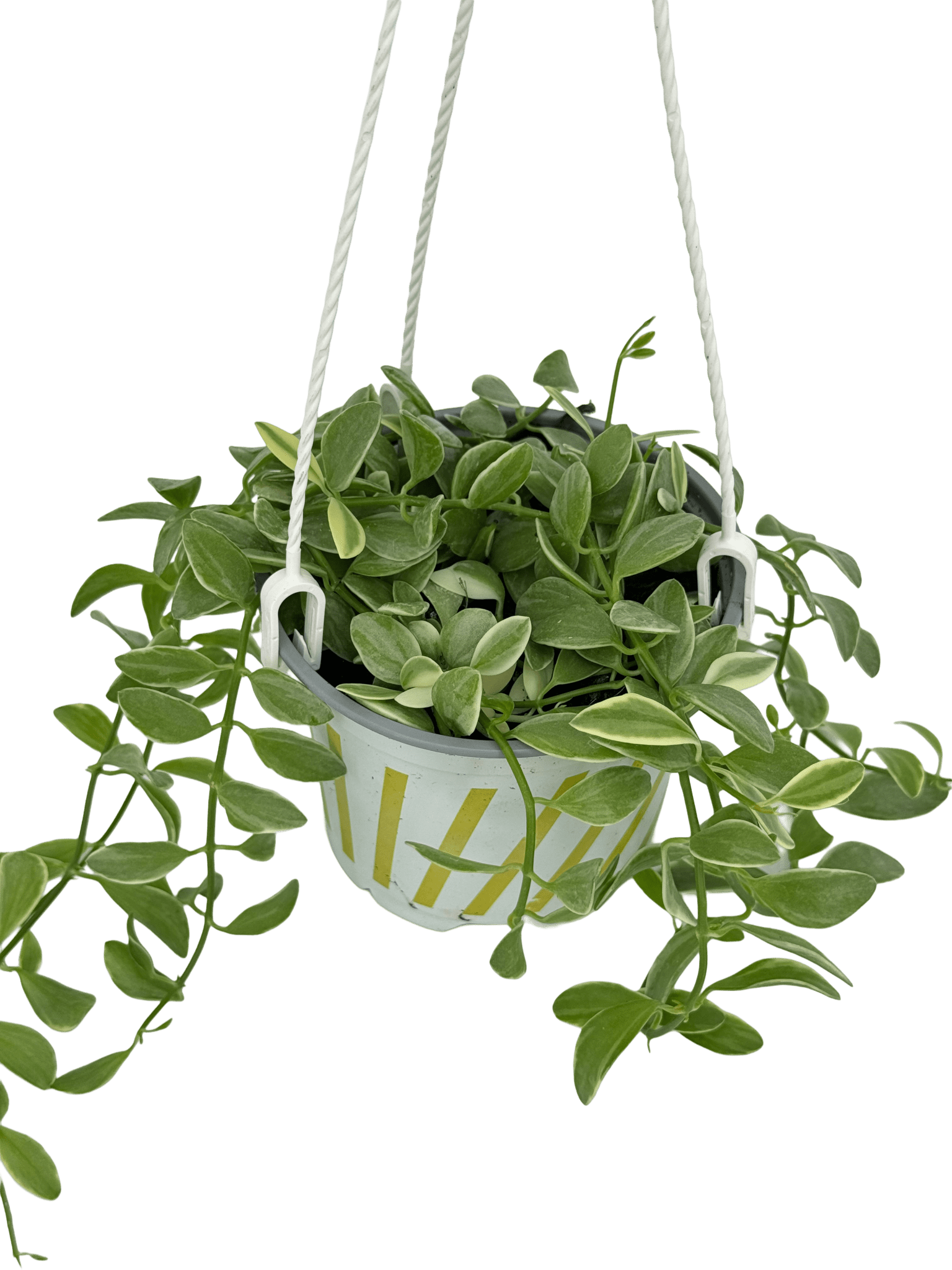 דישידיה מגוונת יציץ קוטר 12 ס״מ - רוטין (ירוק במרפסת לשעבר)