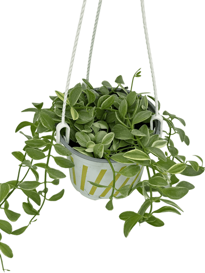 דישידיה מגוונת יציץ קוטר 12 ס״מ - רוטין (ירוק במרפסת לשעבר)