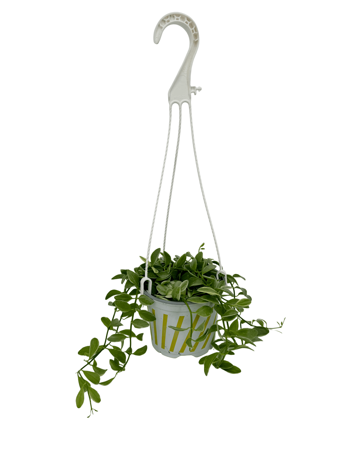 דישידיה מגוונת יציץ קוטר 12 ס״מ - רוטין (ירוק במרפסת לשעבר)