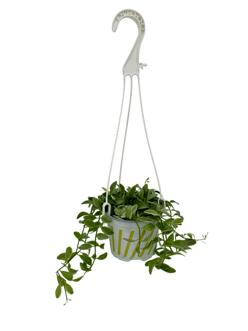 דישידיה מגוונת יציץ קוטר 12 ס״מ - רוטין (ירוק במרפסת לשעבר)