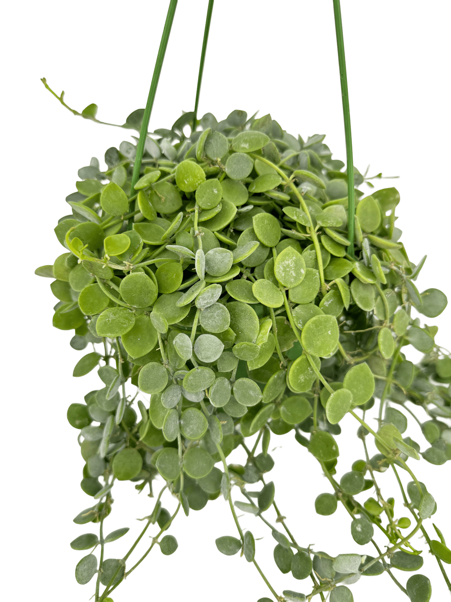 דישידיה נומולריה קוטר 15 - רוטין (ירוק במרפסת לשעבר)