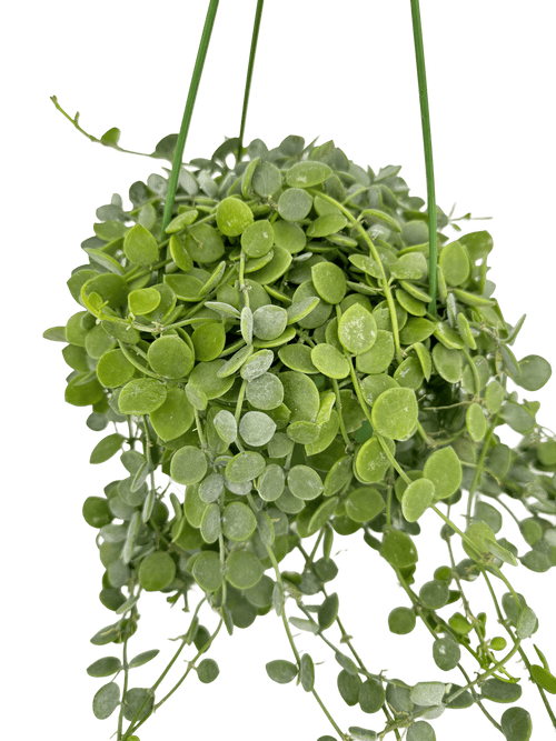 דישידיה נומולריה קוטר 15 - רוטין (ירוק במרפסת לשעבר)