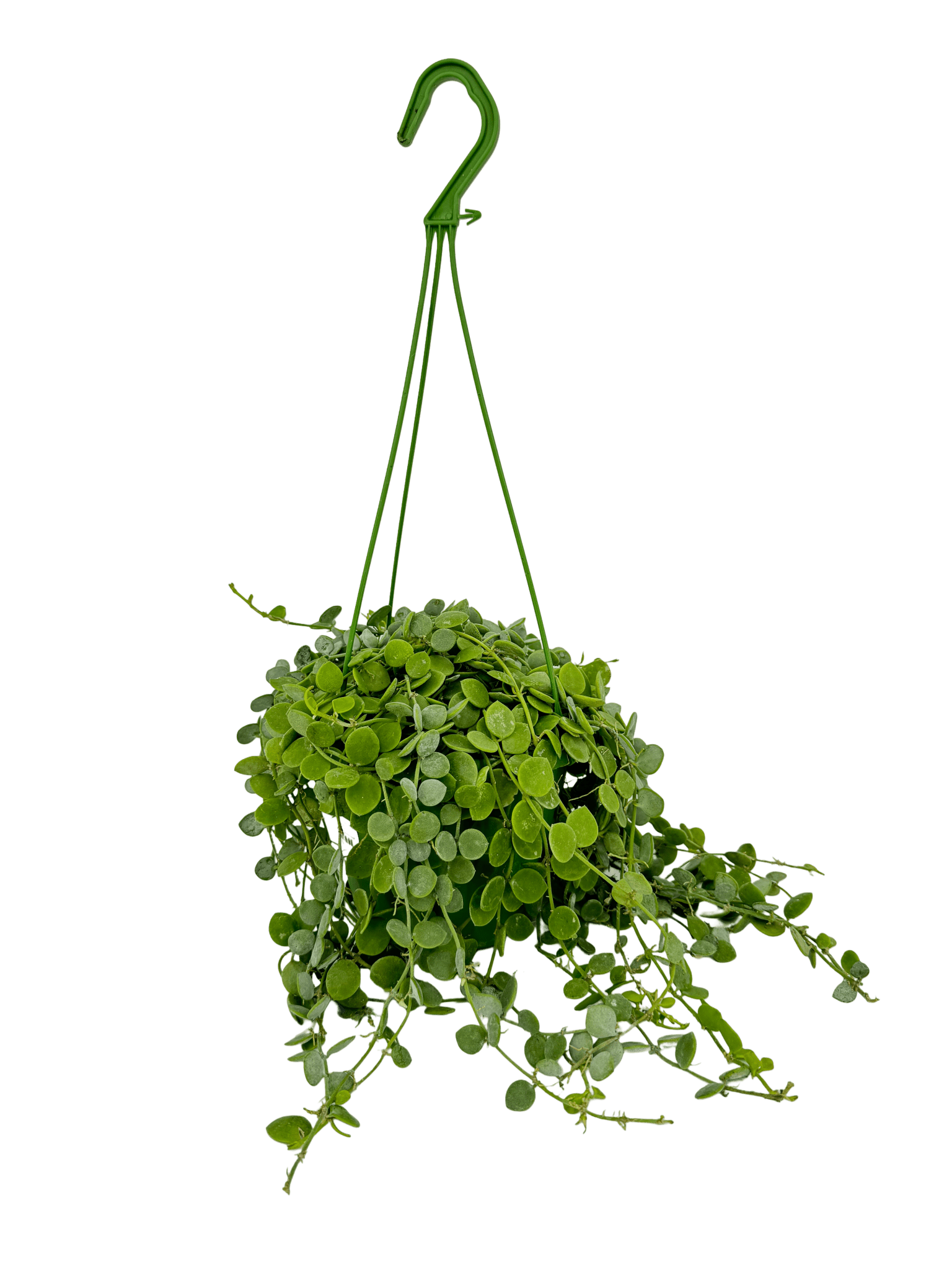 דישידיה נומולריה קוטר 15 - רוטין (ירוק במרפסת לשעבר)