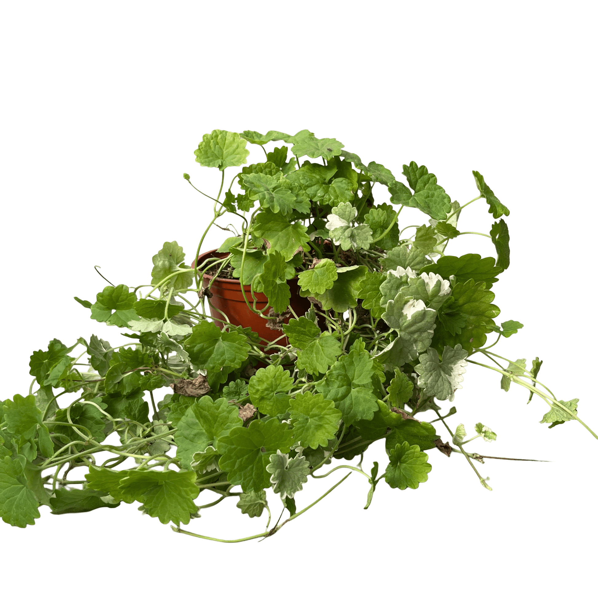 דיכונדרה אמרלד רב שנתי - רוטין (ירוק במרפסת לשעבר)