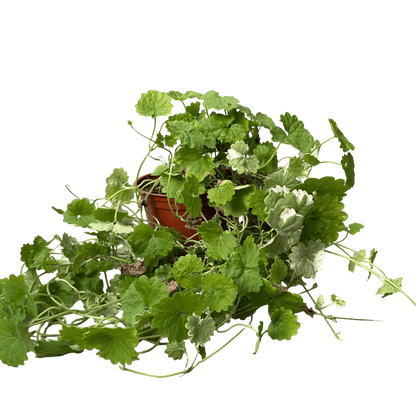 דיכונדרה אמרלד רב שנתי - רוטין (ירוק במרפסת לשעבר)