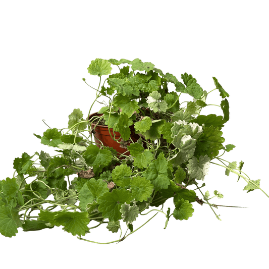 דיכונדרה אמרלד רב שנתי - רוטין (ירוק במרפסת לשעבר)