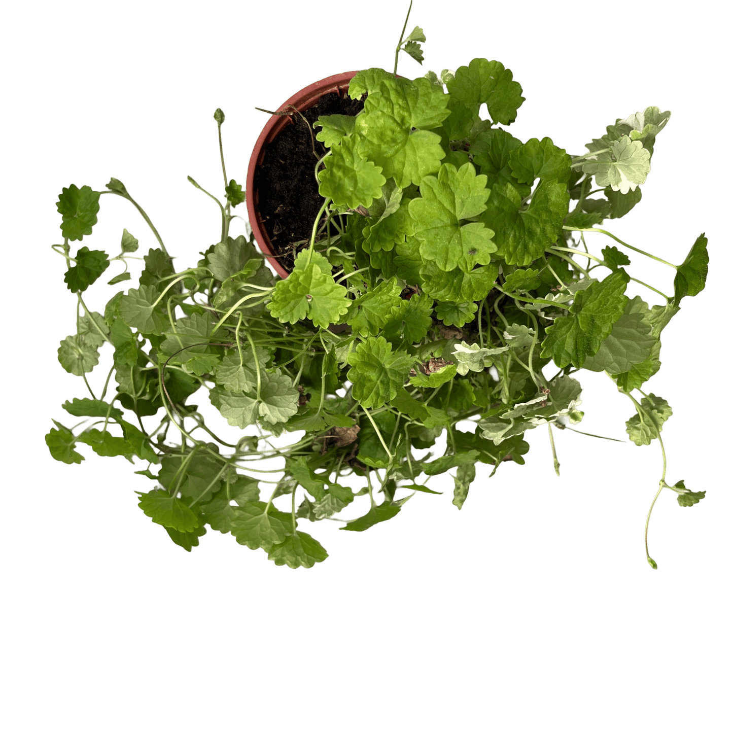 דיכונדרה אמרלד רב שנתי - רוטין (ירוק במרפסת לשעבר)