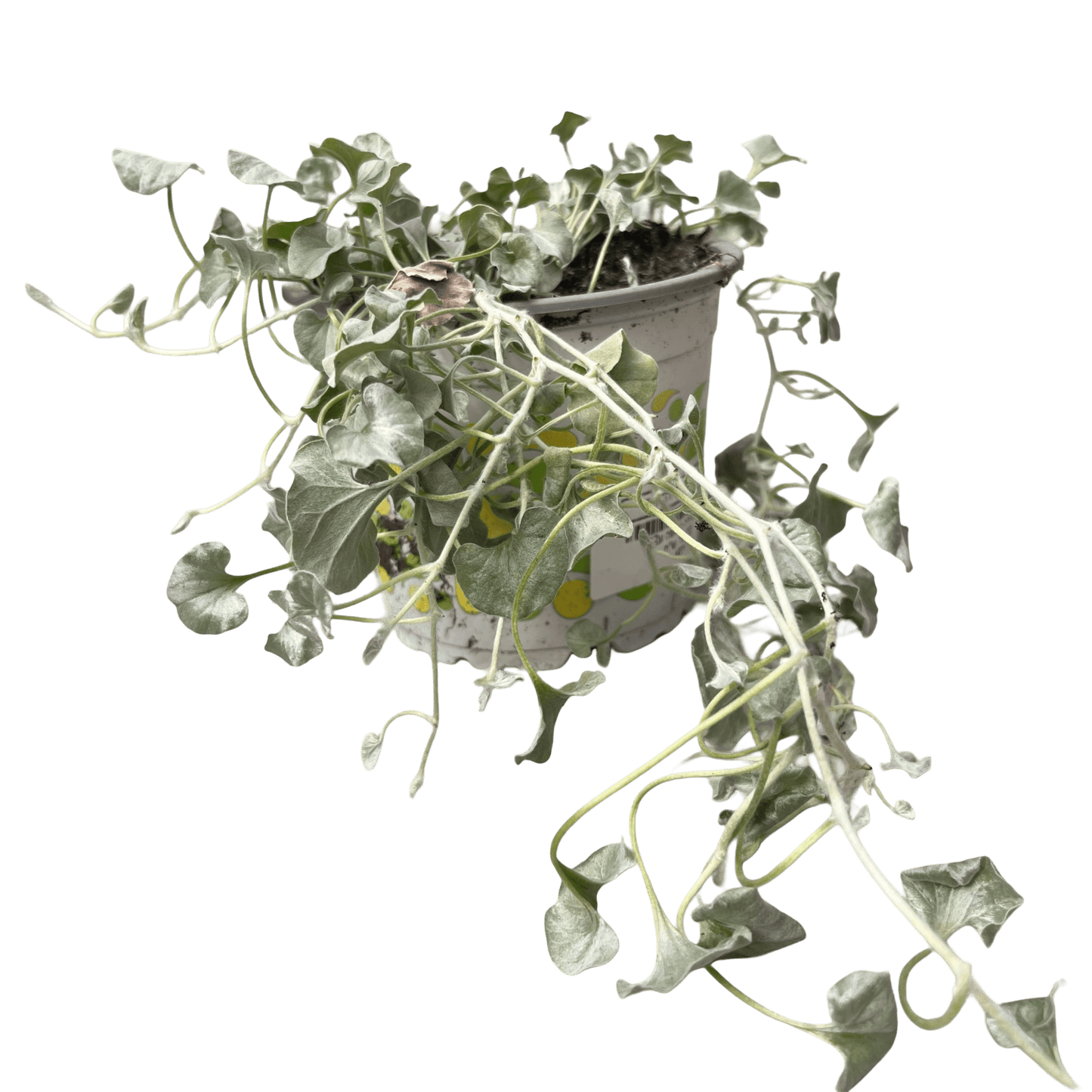 דיכונדרה כסופה - רוטין (ירוק במרפסת לשעבר)