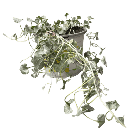 דיכונדרה כסופה - רוטין (ירוק במרפסת לשעבר)