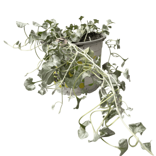 דיכונדרה כסופה - רוטין (ירוק במרפסת לשעבר)