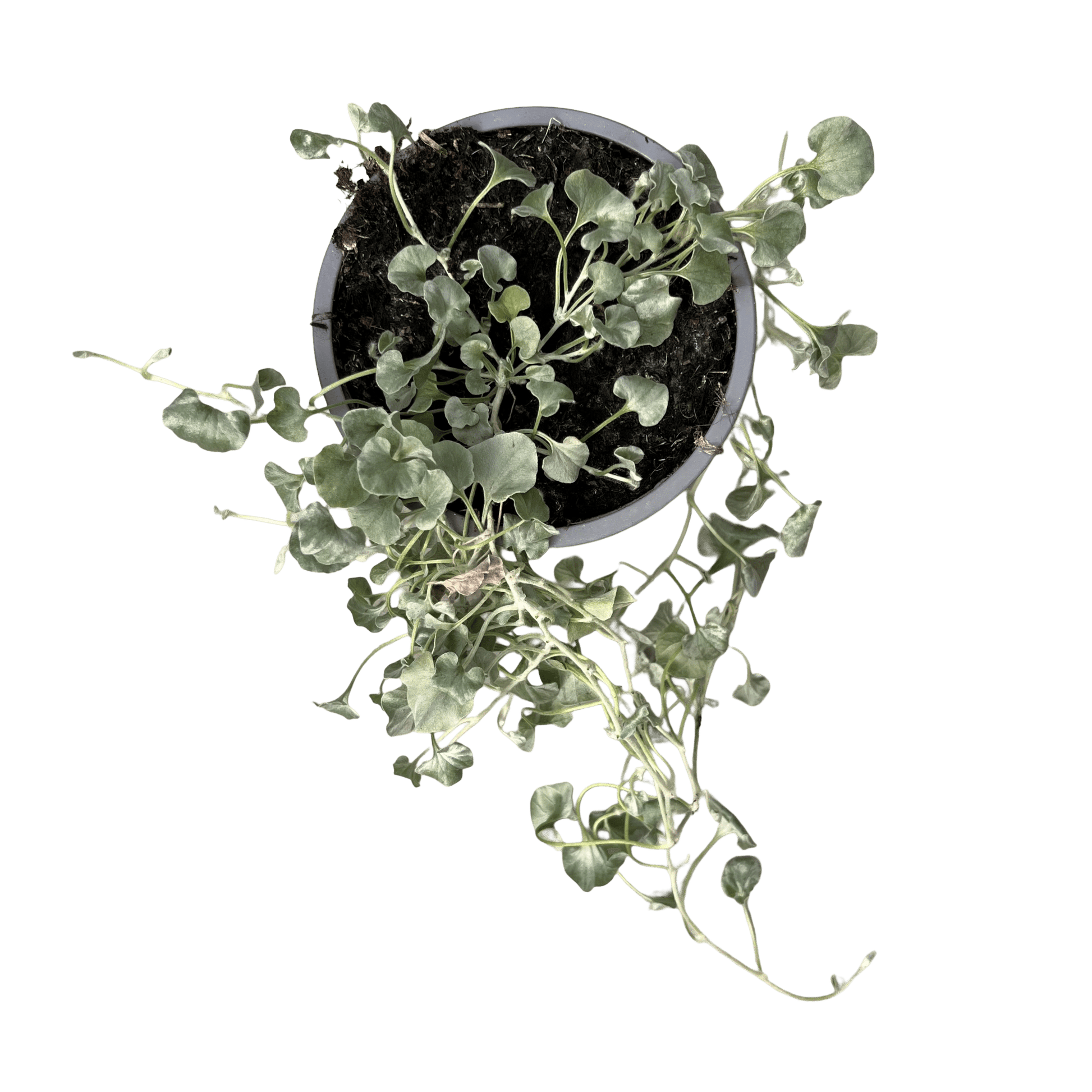 דיכונדרה כסופה - רוטין (ירוק במרפסת לשעבר)