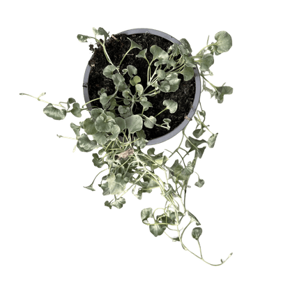 דיכונדרה כסופה - רוטין (ירוק במרפסת לשעבר)