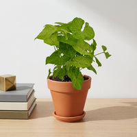 כד טרקוטה חום קוטר 15 + תחתית