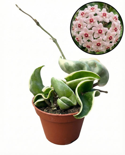 הויה קומפקטה אלבו-1-nan.png.png