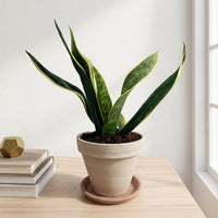 כד טרקוטה בהיר קוטר 16 + תחתית