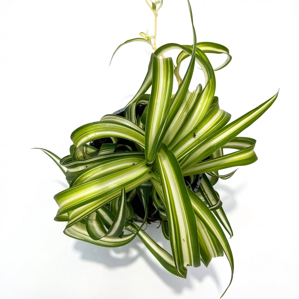 2-ירקה עציץ 12-nano.png.png