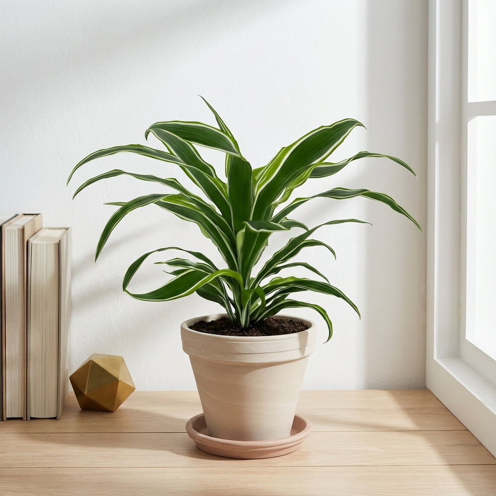 דרצנה למון ליים