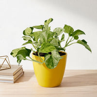 כד קרמיקה חלק צהוב קוטר 13