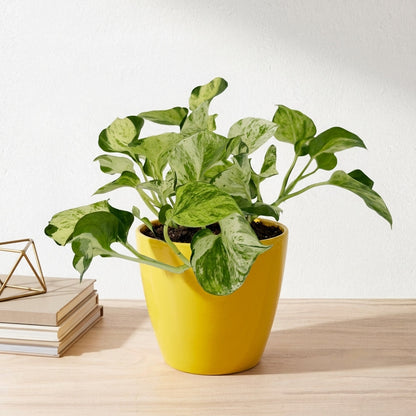 פוטוס מנגולה עציץ קוטר 12 ס״מ