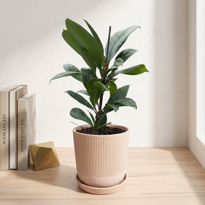 פיקוס בנגלי קוטר 12